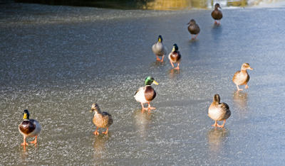 Ducks 